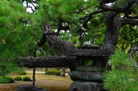 nijo-tree NINOMARU Garden